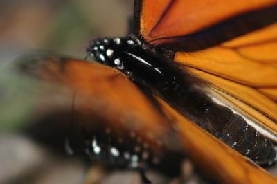 Mating Monarchs