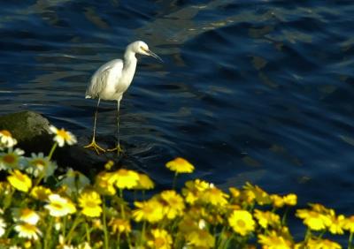 Egret at Ballona Creek