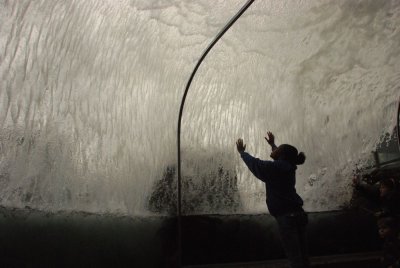 Wonder Wave at the Montery Aquarium