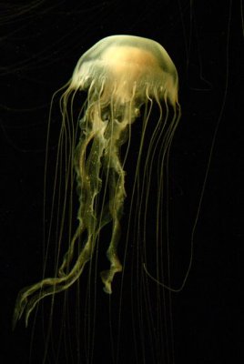 Jelly Fish - Monterey Aquarium