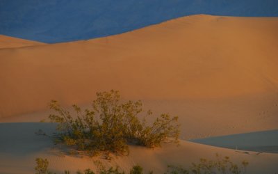 Dawn over the Sand Dunes