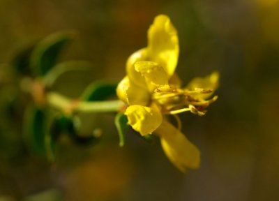 Creosote Bloom