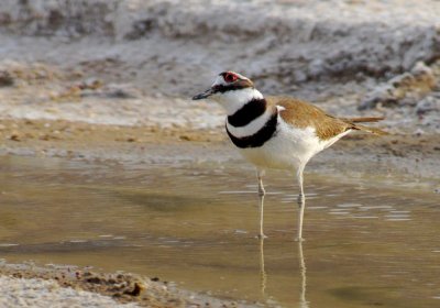 Killdeer at Salt Creek