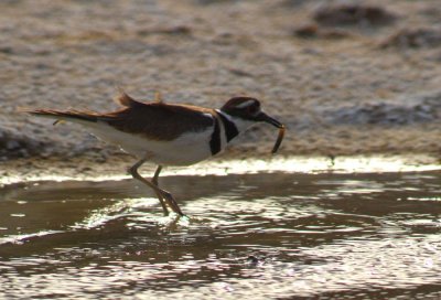 Killdeer With Captured Pup Fish