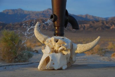 Skull at Original Stovepipe Well