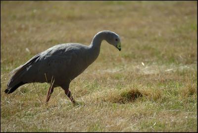 Cropse cendr - Cape Barren goose