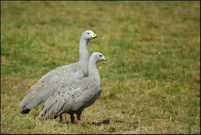 Cropse cendr - Cape Barren goose