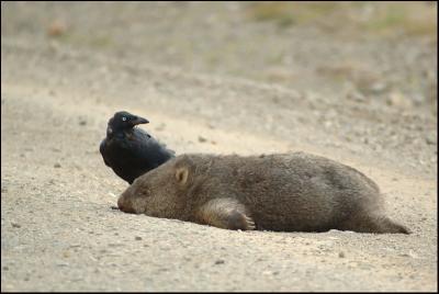 Corbeau de Tasmanie et Wombat -  - Forest raven and wombat