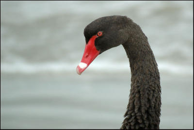 Cygne noir - Black swan