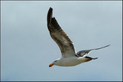 Goland austral - Pacific gull