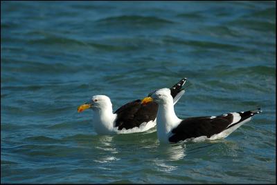 Goland dominicain - Kelp gull