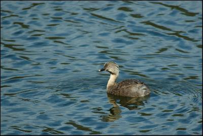 Grbe argent - Hoary-hooded grebe