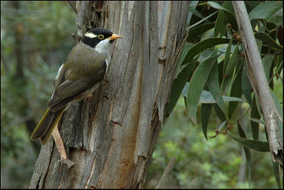 Mliphage  bec fort - Strong-billed honeyeater