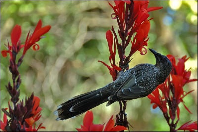 Mliphage mineur - Little wattlebird