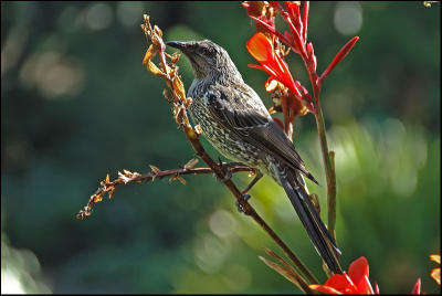 Mliphage mineur - Little wattlebird
