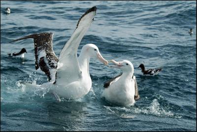 Albatros hurleur - Wandering Albatross