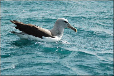 Albatros de Salvin - Shy Albatross