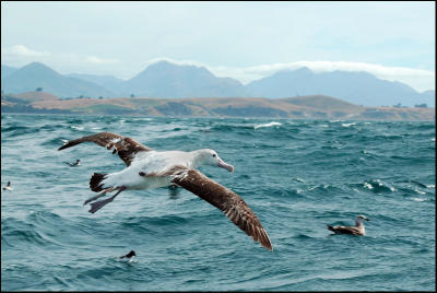 Albatros hurleur - Wandering Albatross