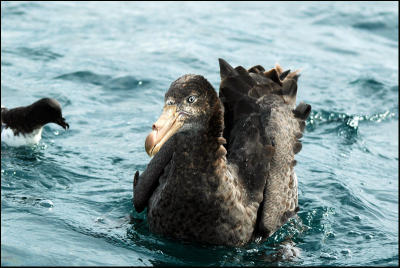 Ptrel gant - Northern Giant-Petrel