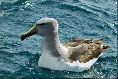 Albatros de Salvin - Shy Alabtross