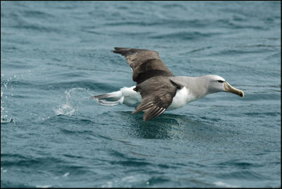 Albatros de Salvin - Shy Albatross