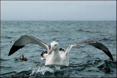 Albatros hurleur - Wandering Albatross