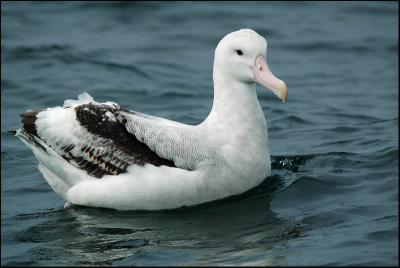 Albatros hurleur - Wandering Albatross