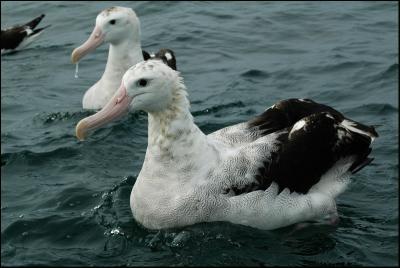 Albatros hurleur - Wandering Albatross