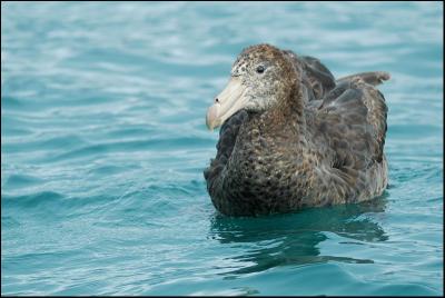 Ptrel gant - Northern Giant-Petrel