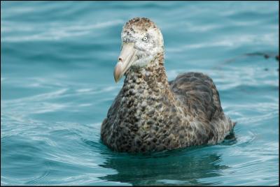 Ptrel gant - Northern Giant-Petrel