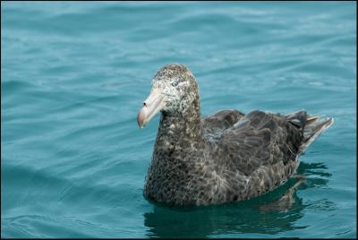 Ptrel gant - Northern Giant-Petrel