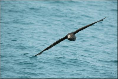 Ptrel gant - Northern Giant-Petrel