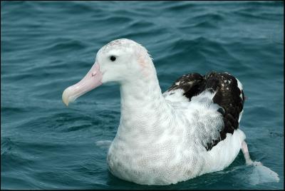 Albatros hurleur - Wandering Albatross