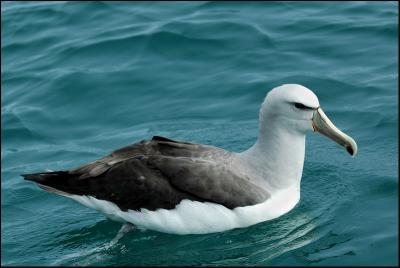 Albatros de Salvin - Shy Albatross