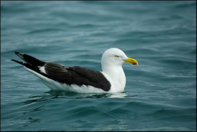 Goland dominicain - Kelp Gull