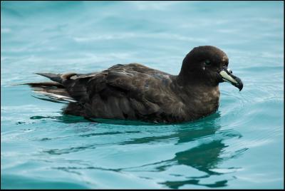 Ptrel du Westland - Westland Petrel