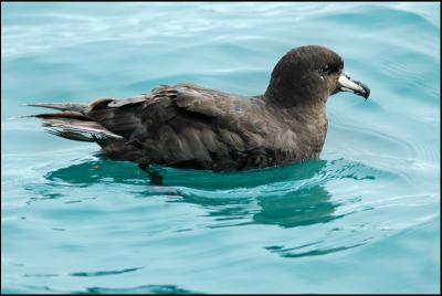 Ptrel du Westland - Westland Petrel