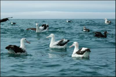 Albatros hurleur - Wandering Albatross