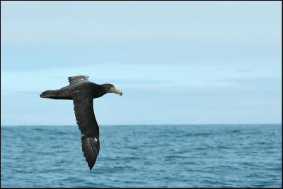 Ptrel gant - Northern Giant-Petrel