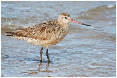 Barge rousse - Limosa lapponica - Bar-tailed Godwit - QLD