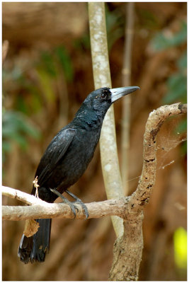 Cassican des mangroves - Cracticus quoyi - Black Butcherbird - QLD