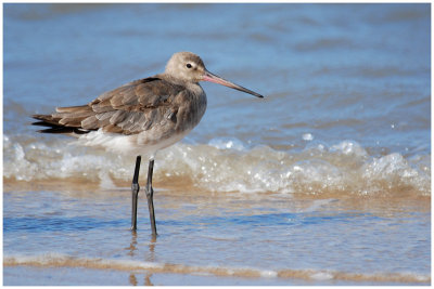 Barge  queue noire - Limosa limosa - Black-tailed Godwit - QLD