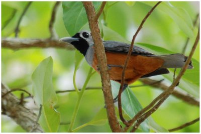 Monarque  face noire - Monarcha melanopsis - Black-faced Monarch