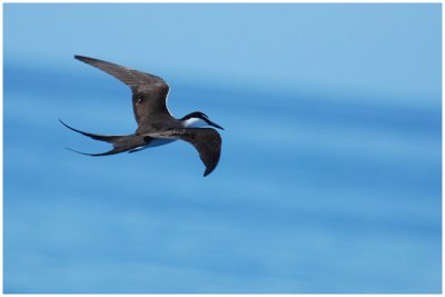 Sterne bride - Sterna anaethetus - Bridled Tern - QLD