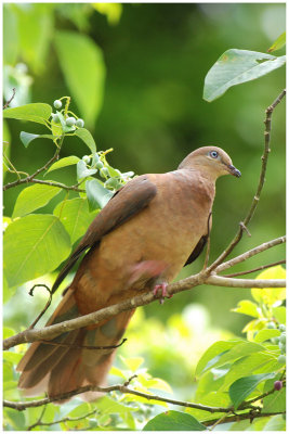 Phasianelle brune - Macropygia phasianella - Brown Cuckoo  Dove - QLD