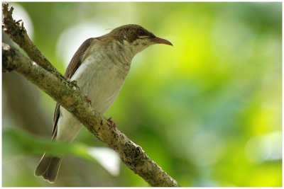 Mliphage modeste - Ramsayornis modestus - Brown-backed Honeyeater - QLD