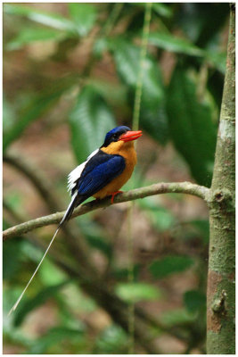 Martin-chasseur sylvain - Tanysiptera sylvia - Buff-breasted Paradise-Kingfisher - QLD