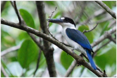 Martin-chasseur  collier blanc - Todirhamphus chloris - Collared Kingfisher - QLD