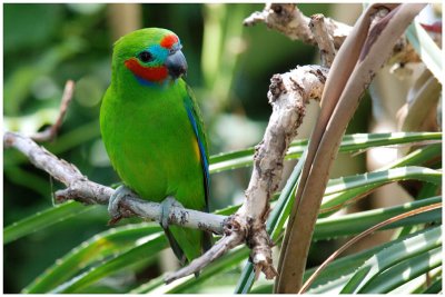Psittacule double-il - Cyclopsitta diophthalma - Double-eyed Fig-Parrot - QLD
