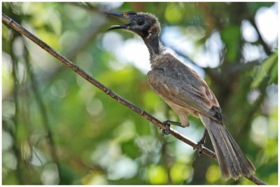 Polochion casqu - Philemon buceroides - Helmeted Friarbird - QLD